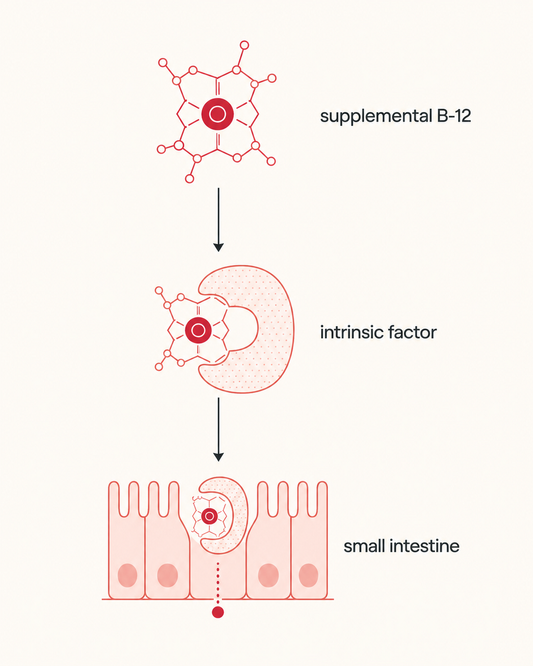 Editorial pathway diagram showing supplemental B-12, intrinsic factor, and small-intestine absorption.